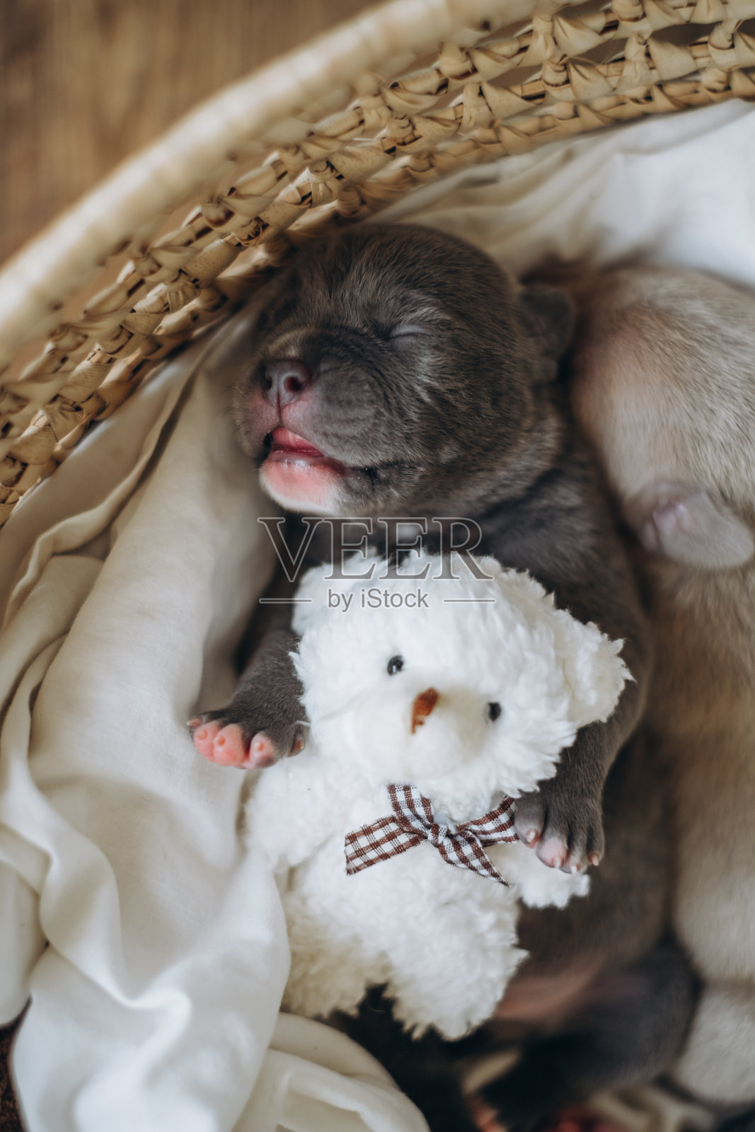 饲养美国恶霸幼犬。可爱的小狗和一个柔软的玩具睡觉照片摄影图片