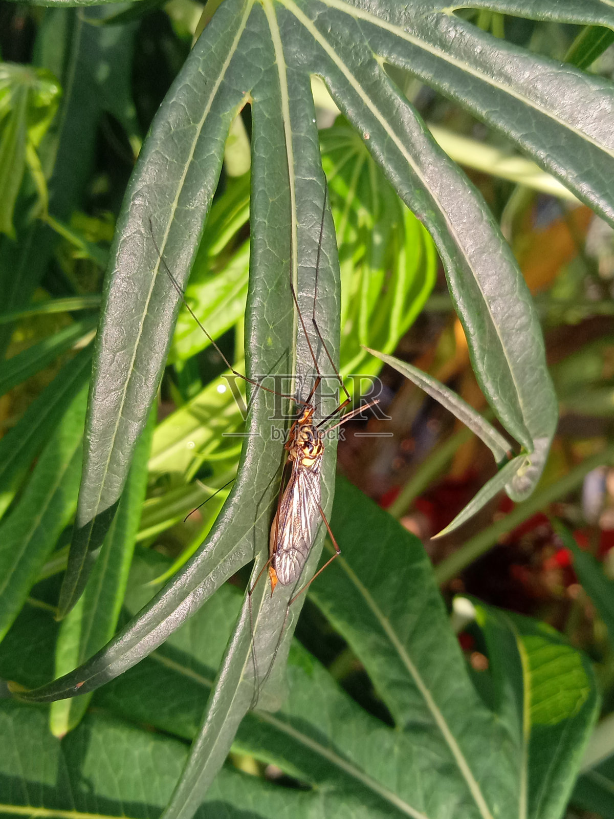 大蚊子在树叶上照片摄影图片
