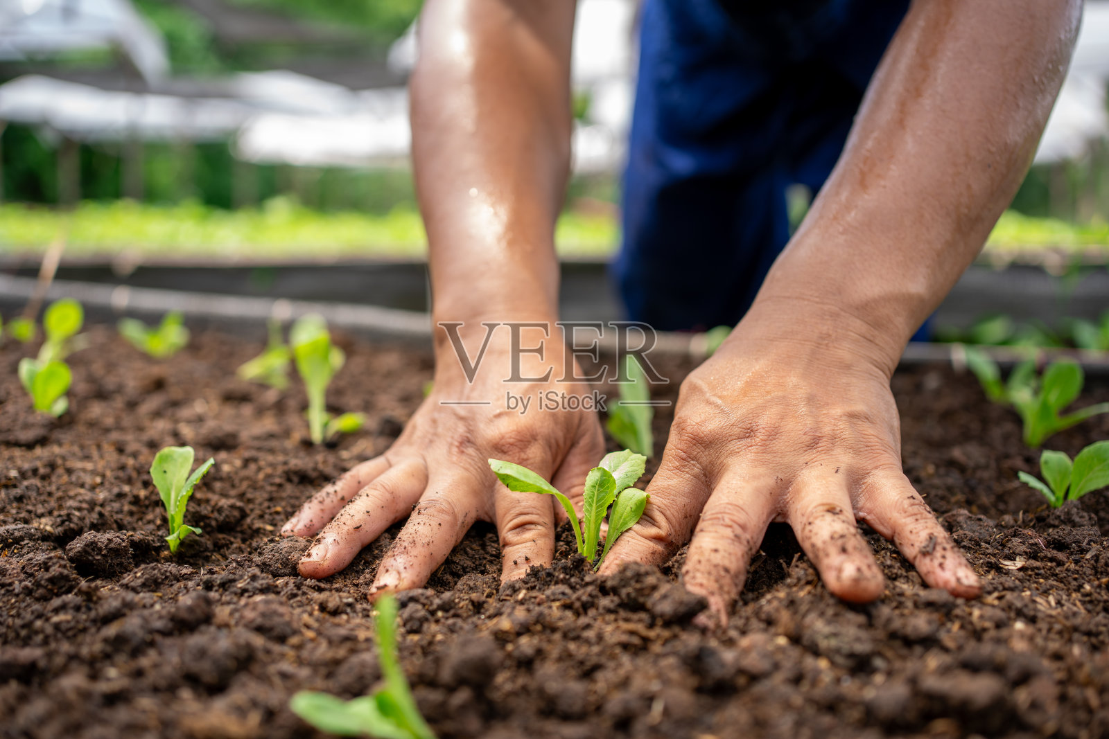 人浇灌肥料收获有机蔬菜。照片摄影图片