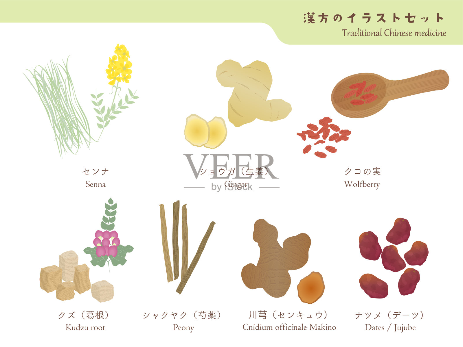 插图一套中国传统草药卷2插画图片素材