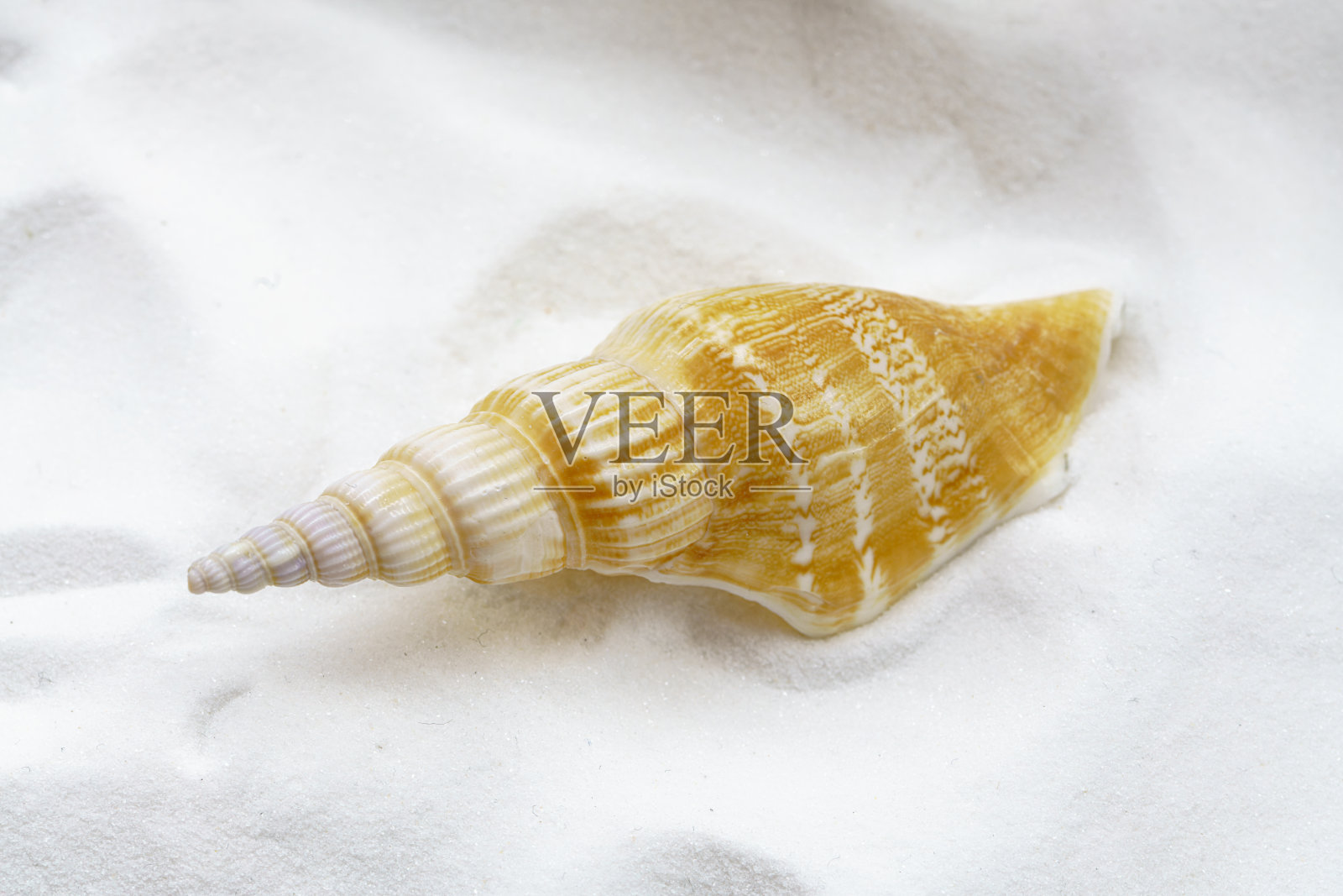 海螺壳照片摄影图片