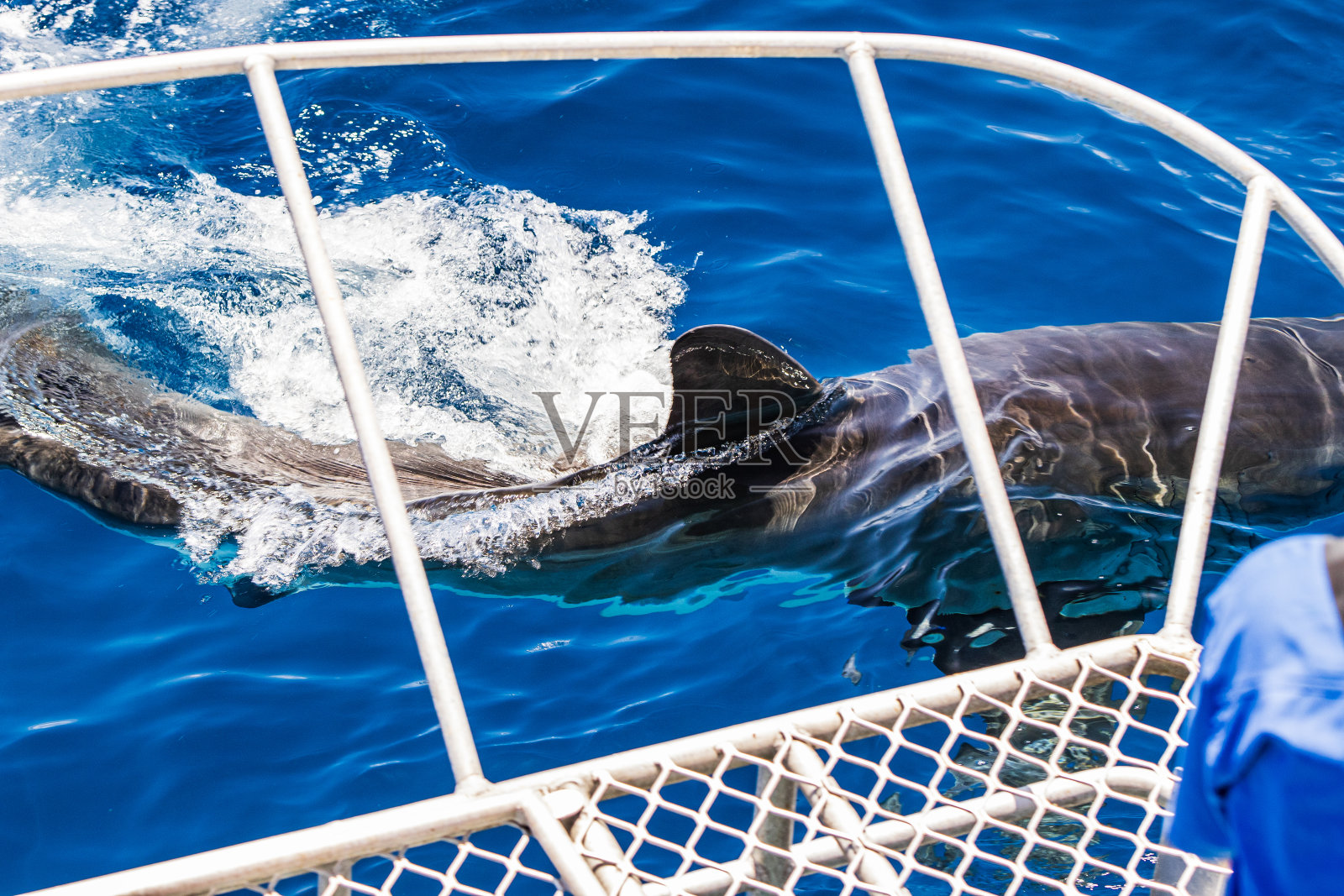 大型大白鲨游过小船，背鳍露出清澈的蓝色海面照片摄影图片