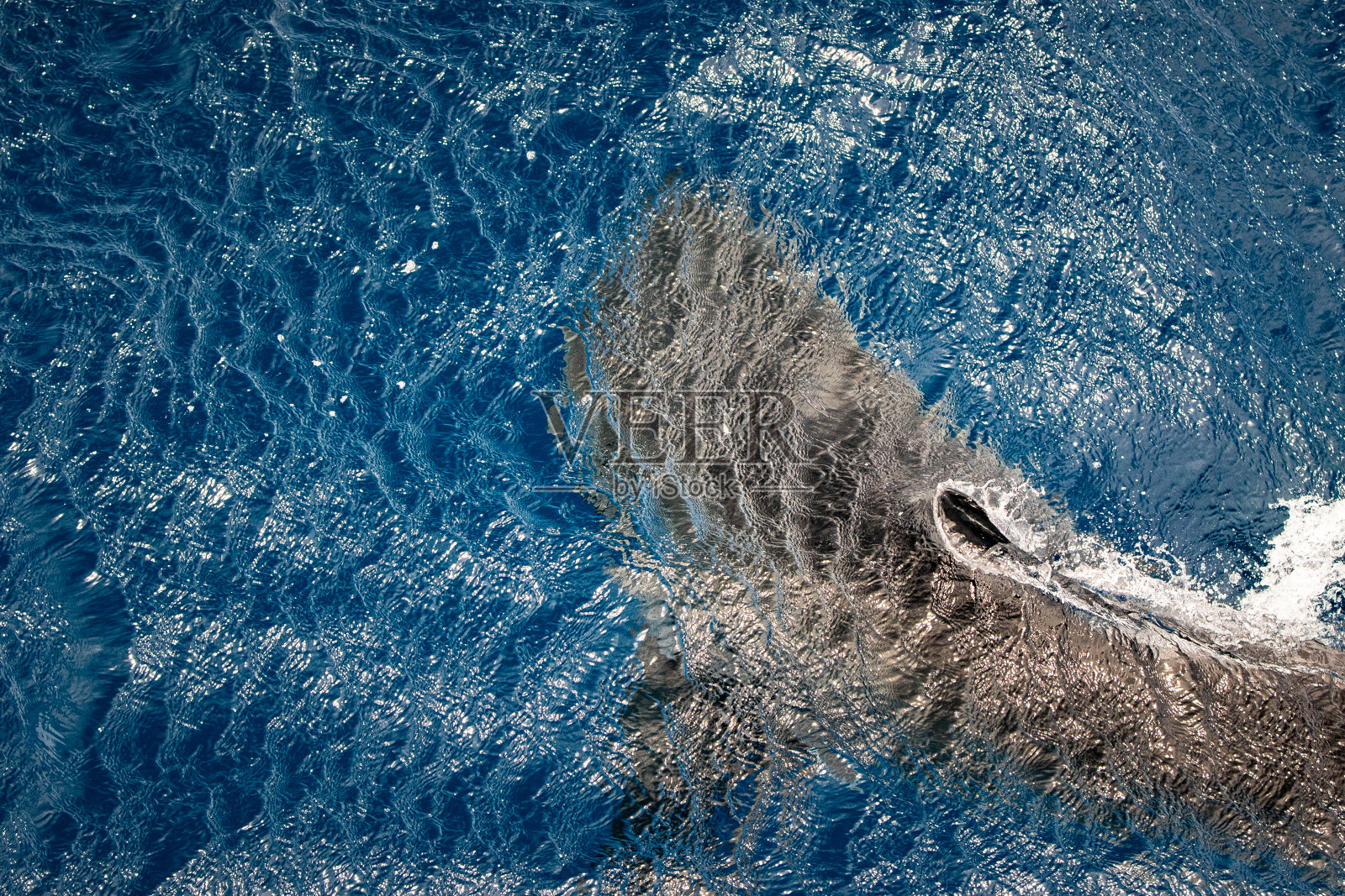 大型大白鲨在清澈的蓝色海洋表面游泳，背鳍露出来照片摄影图片