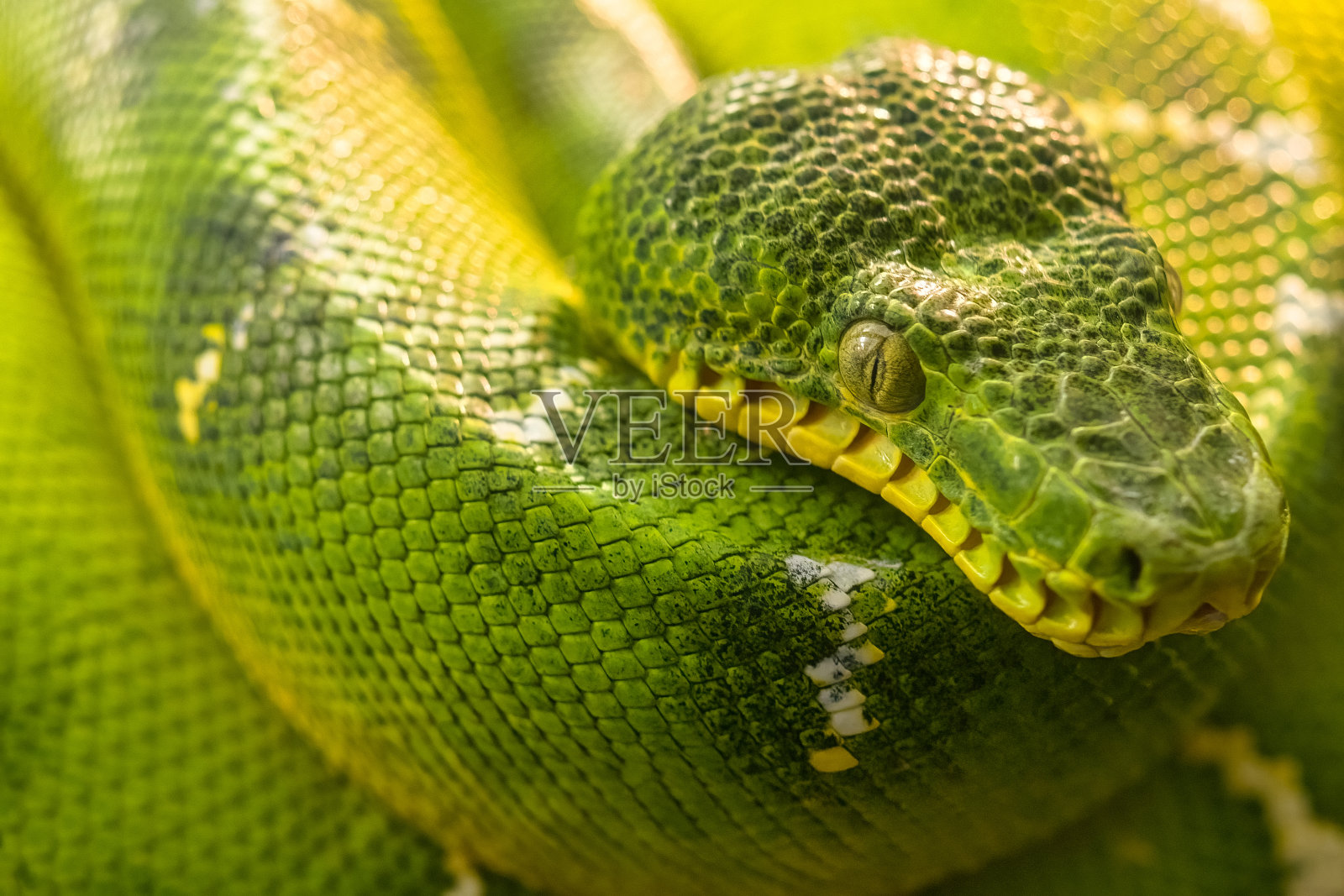 翡翠树蟒蛇照片摄影图片