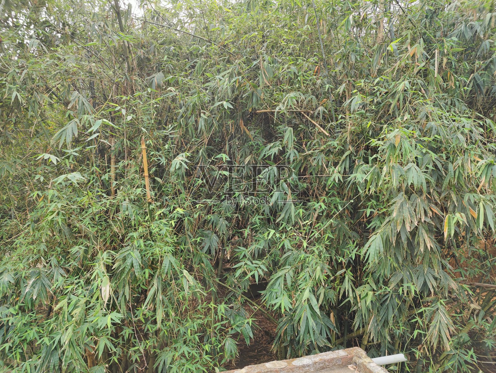 森林里的绿色植物照片摄影图片