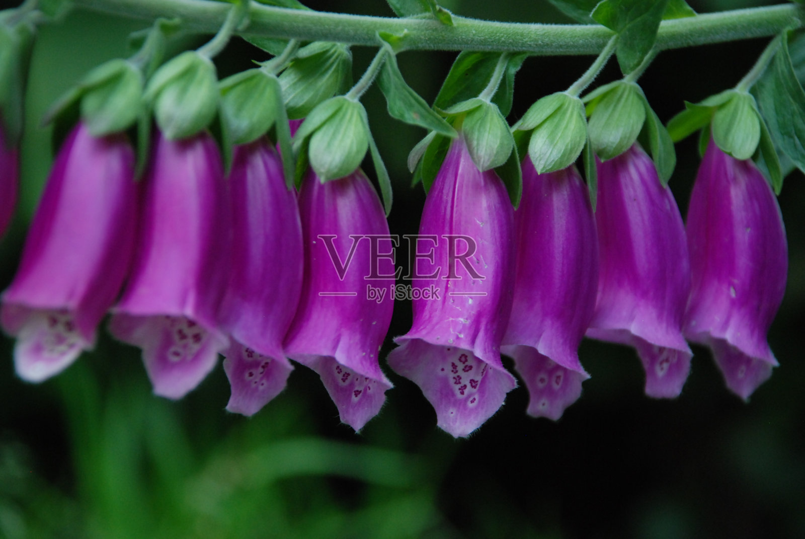 花照片摄影图片