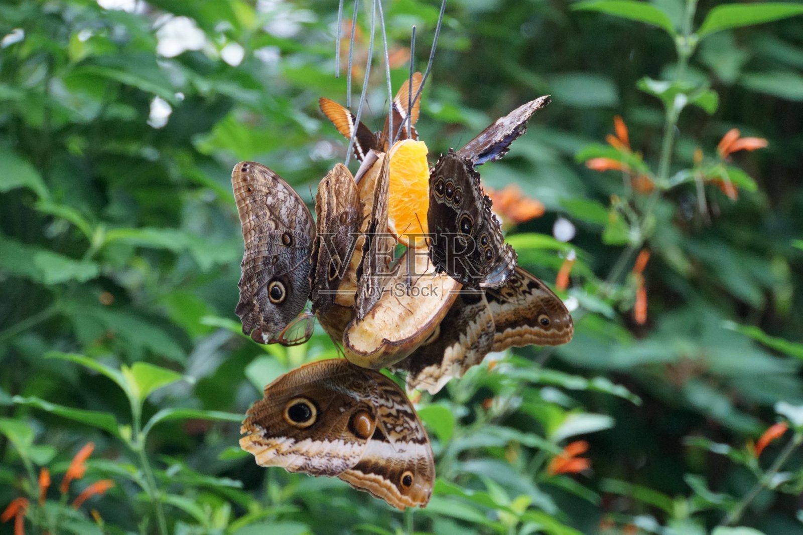昆虫照片摄影图片