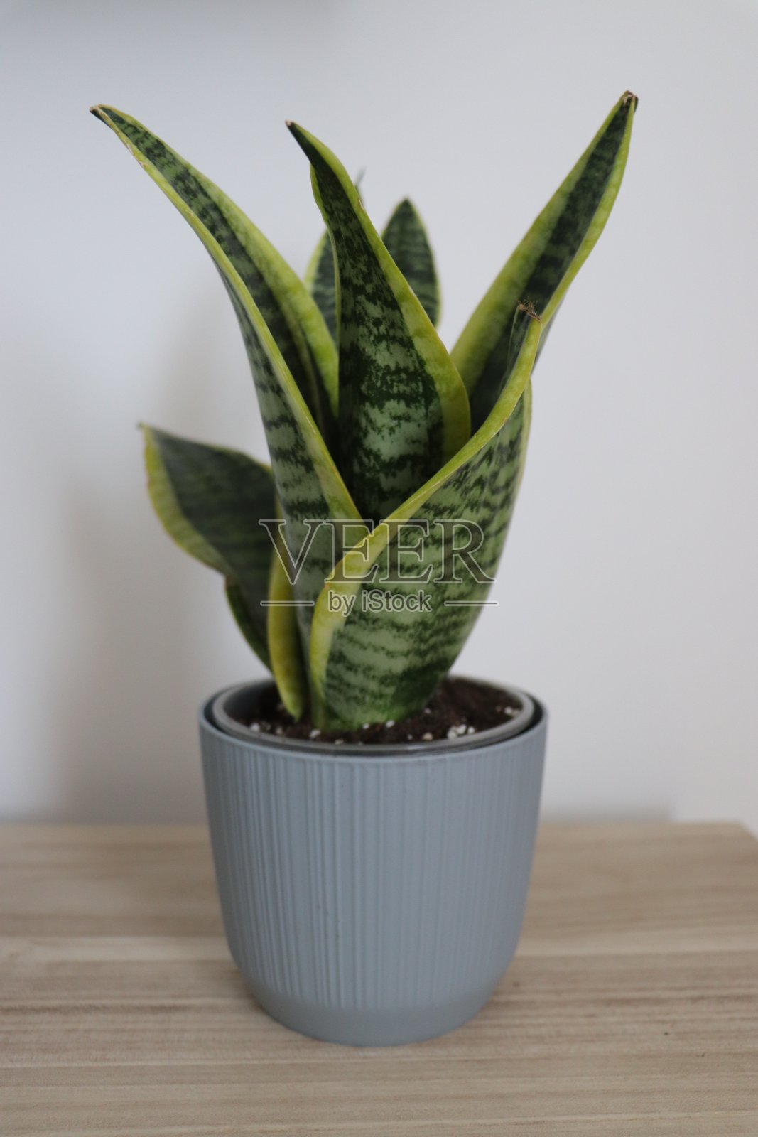 绿蛇纹石照片摄影图片