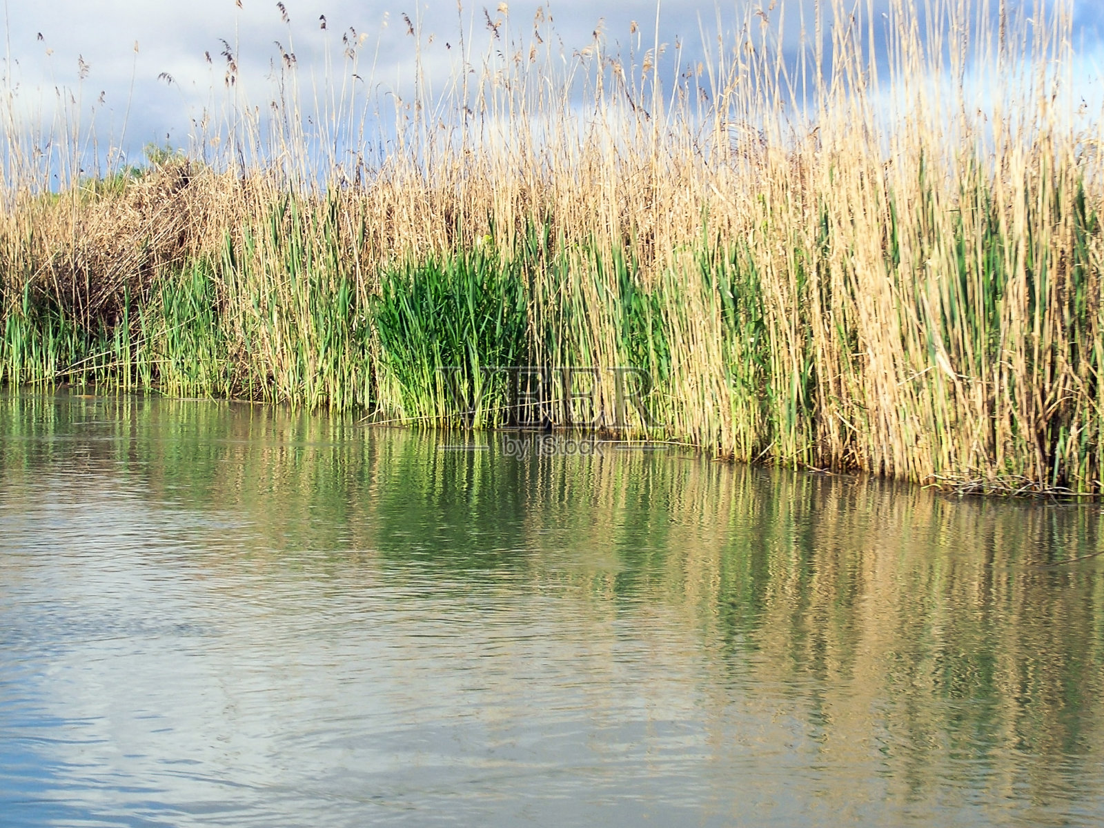 平静的河岸上一丛丛绿色的芦苇，背景是多云的天空照片摄影图片