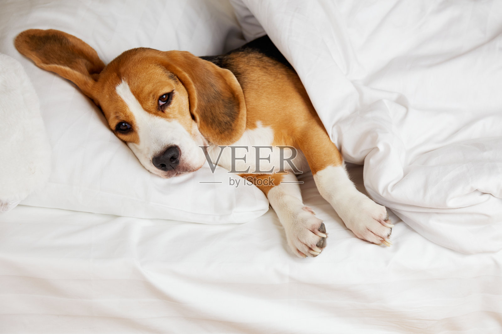 小猎犬正躺在床上的枕头上照片摄影图片