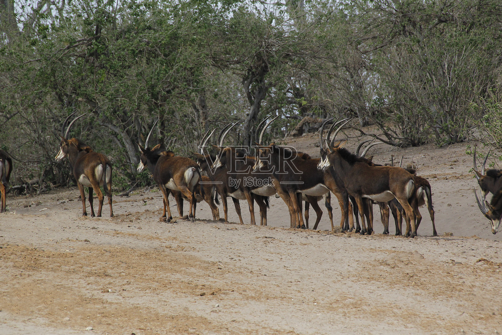 黑羚羊，黑马头羚，在乔贝公园，博茨瓦纳的奥卡万戈三角洲照片摄影图片