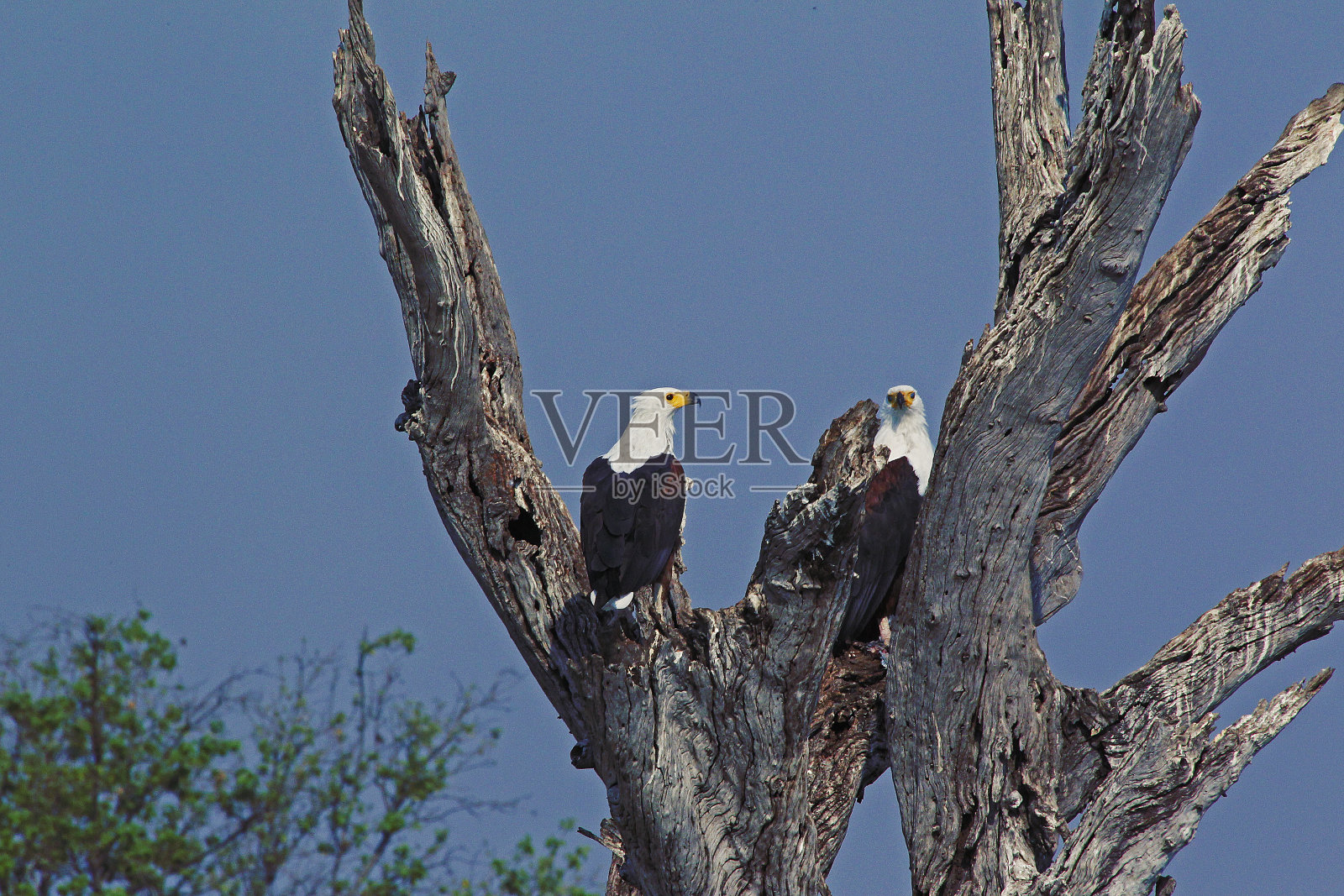 非洲鱼鹰，海狮，乔贝公园，博茨瓦纳的奥卡万戈三角洲照片摄影图片