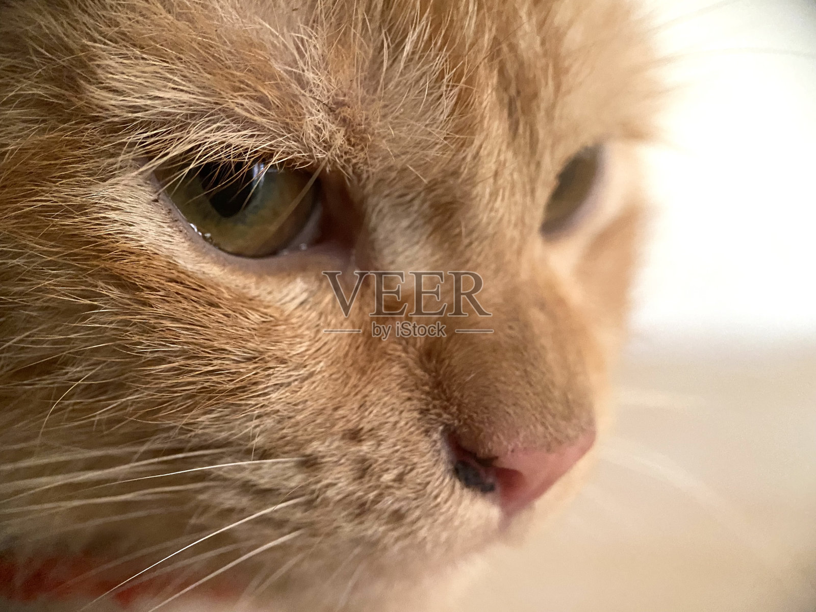 可爱猫咪眼睛的特写照片摄影图片