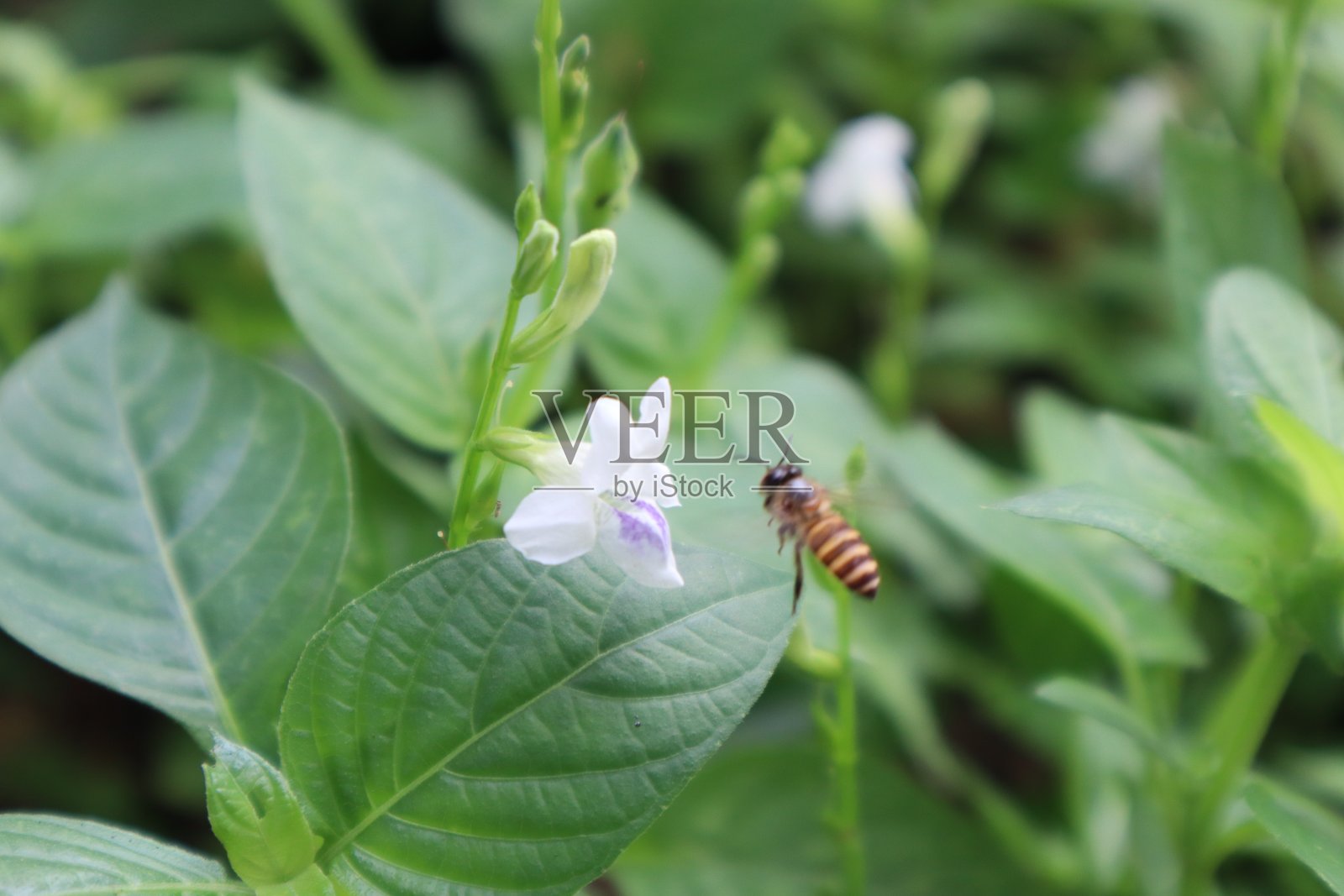 蜜蜂照片摄影图片