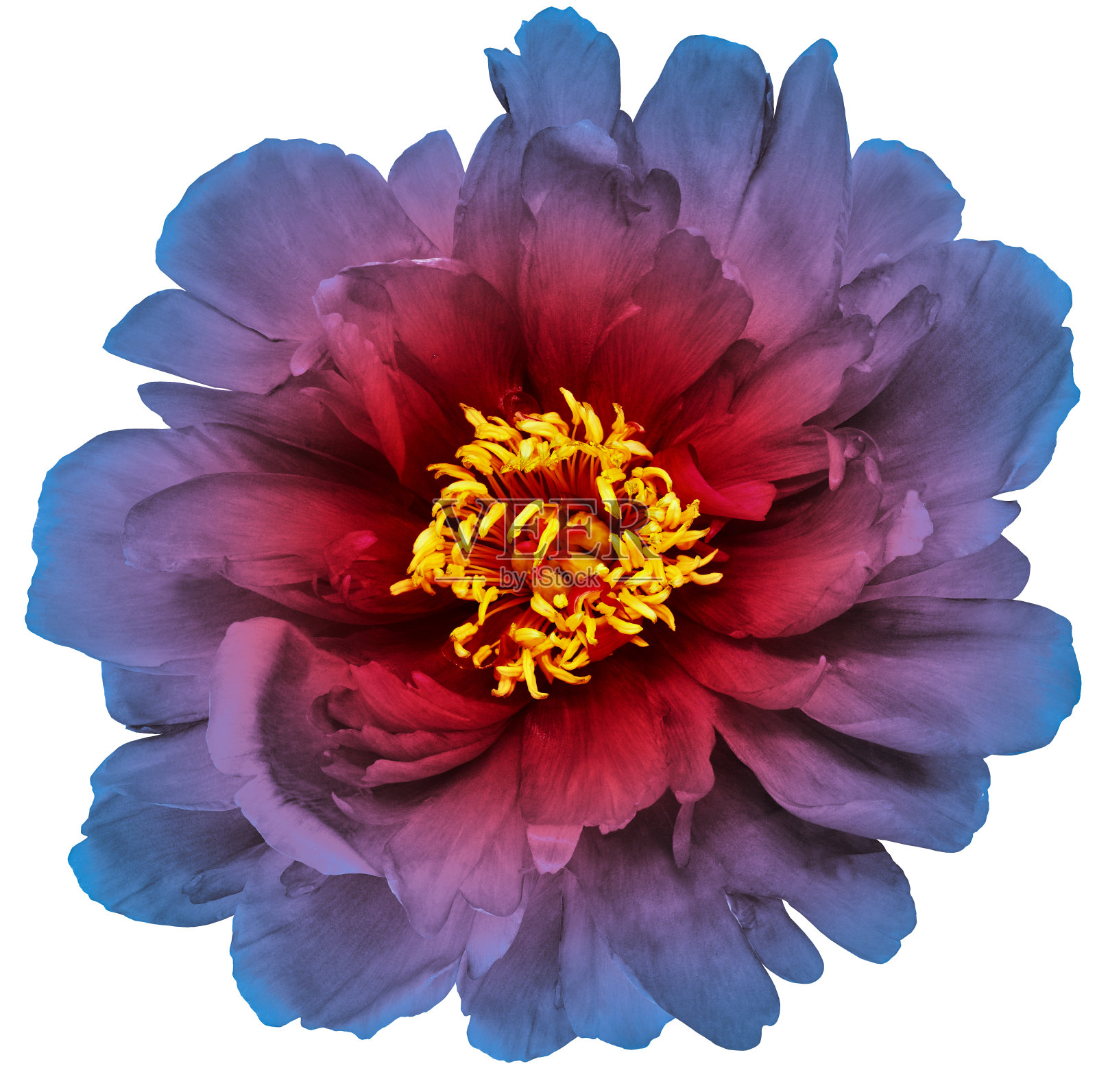 紫色的花在白色孤立的背景与剪辑路径。特写镜头。为设计。大自然。照片摄影图片