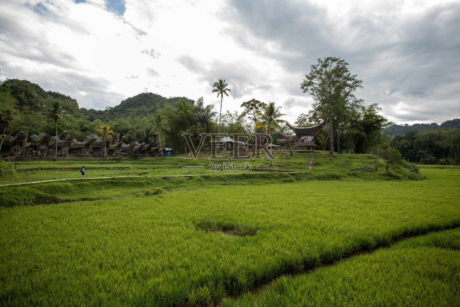 稻田和通柯南照片摄影图片