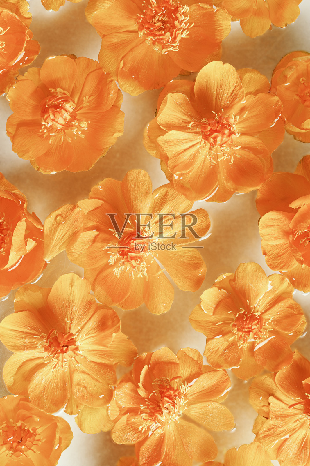 黄橙色的花，水中的金凤花或金凤花，抽象的花卉纹理背景，单色美学的植物静物，自然盛开的春天小花，俯视图图案照片摄影图片