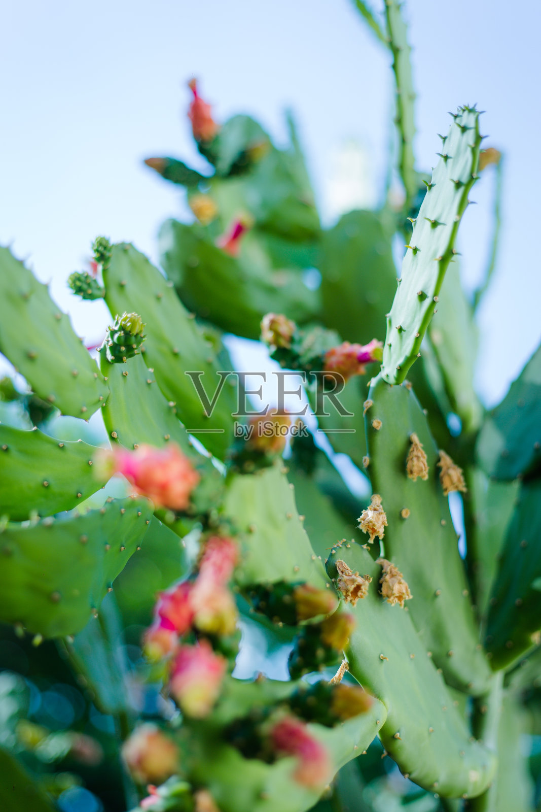 仙人掌-仙人掌属照片摄影图片