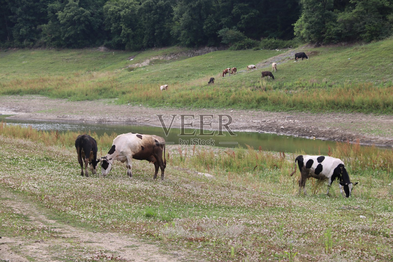 牧场上吃草的牛和湖景照片摄影图片