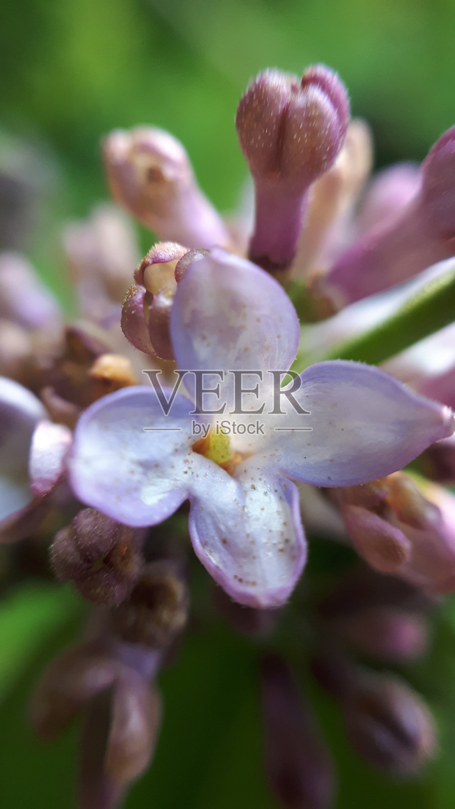 淡紫色的花照片摄影图片