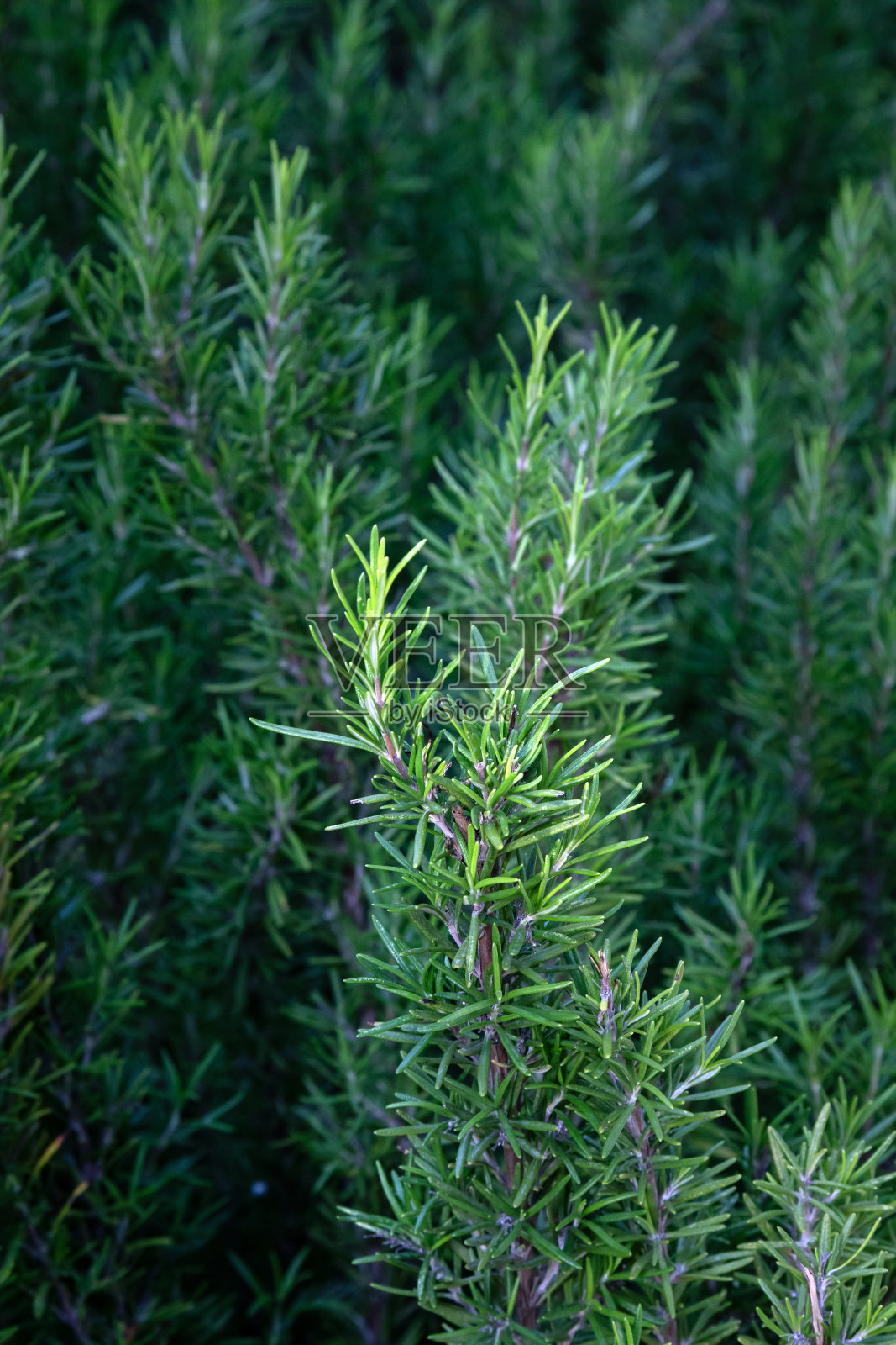 新鲜迷迭香的细节。迷迭香香草园。特写镜头。照片摄影图片