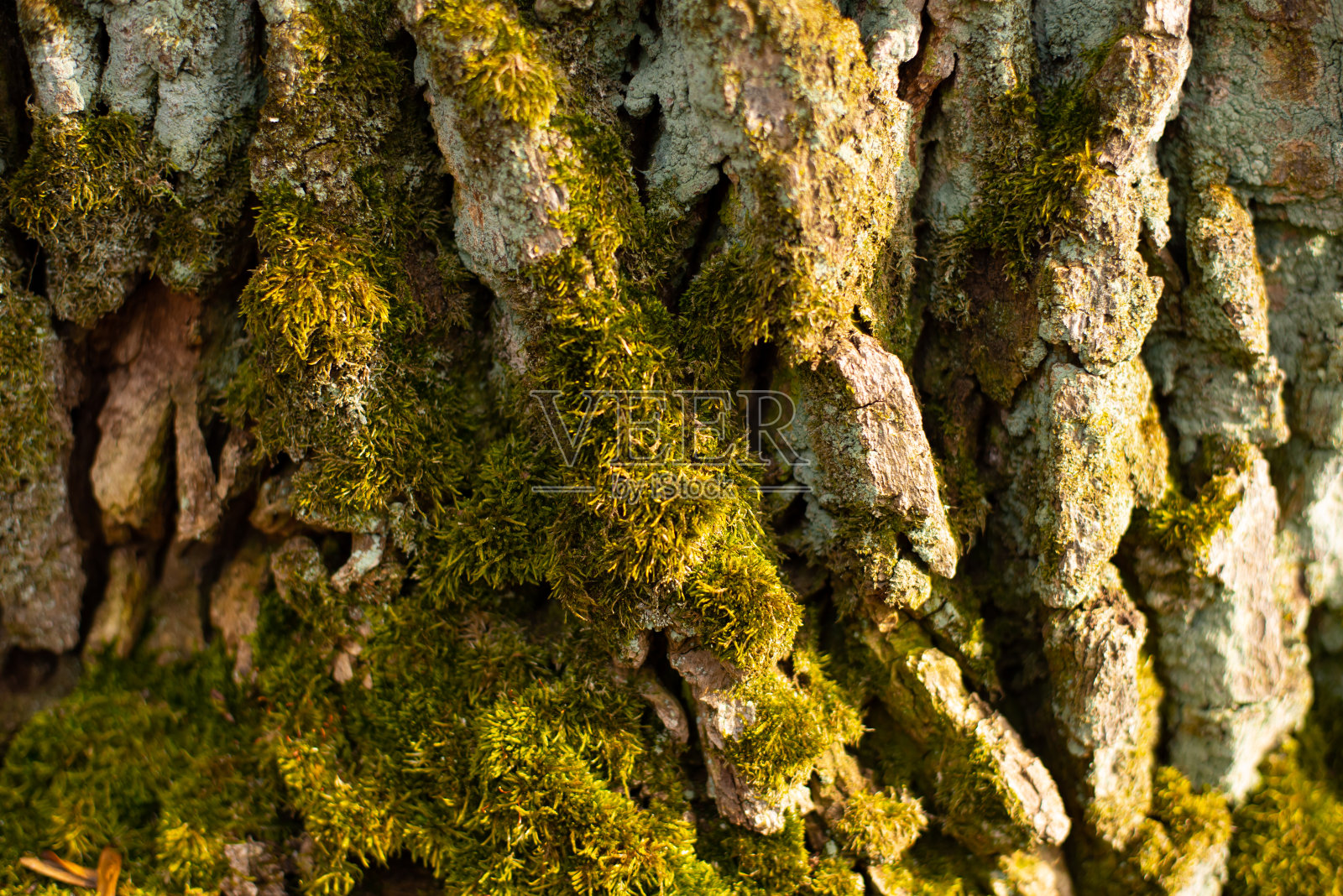 浮雕纹理的棕色树皮与绿色的苔藓和地衣在它上面。照片摄影图片