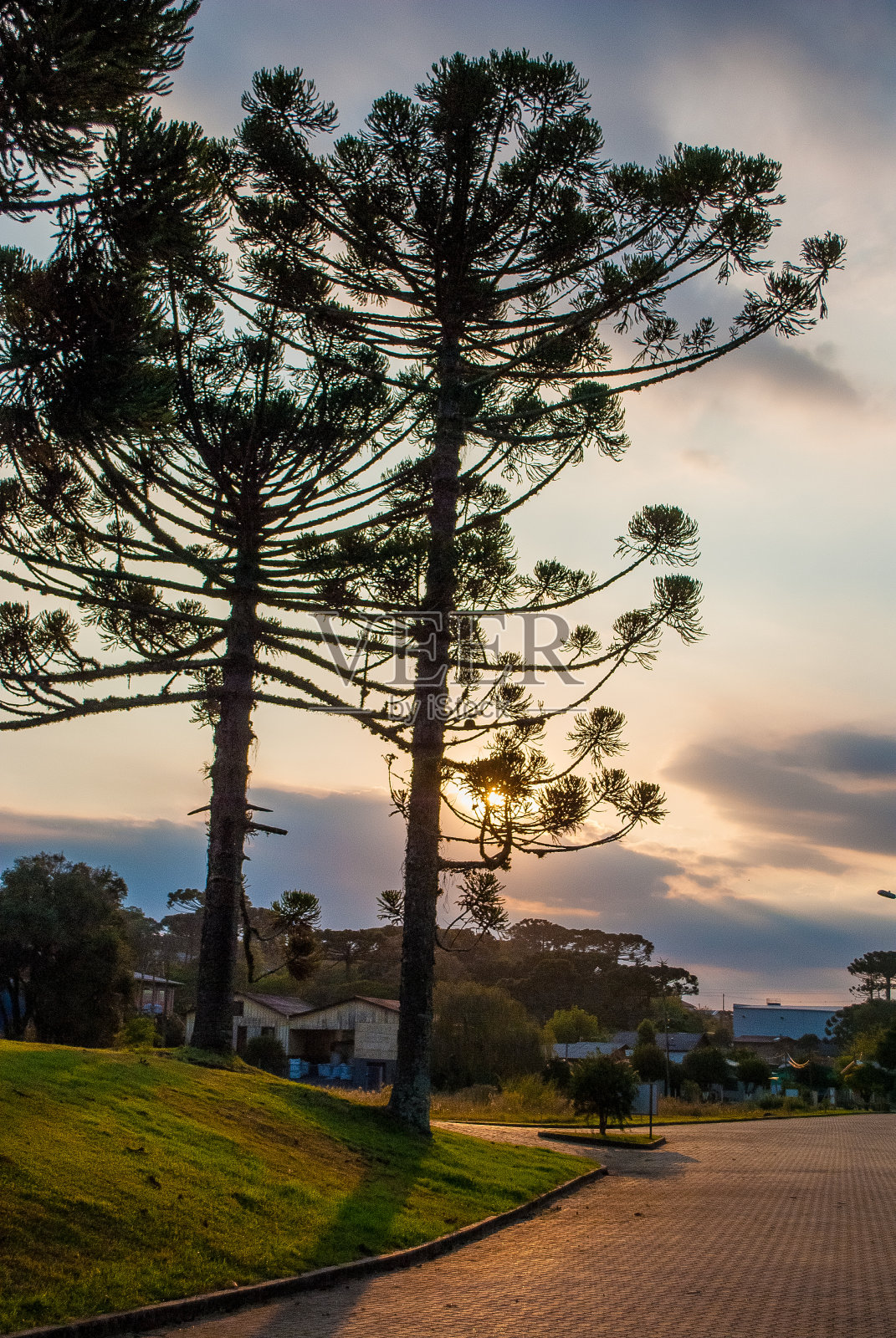 南洋杉照片摄影图片