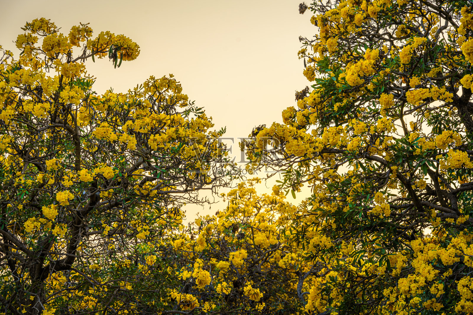 美丽盛开的金色喇叭树或塔贝布亚在泰国的花园和公园在春天的一天和日落蓝天的背景下盛开。照片摄影图片