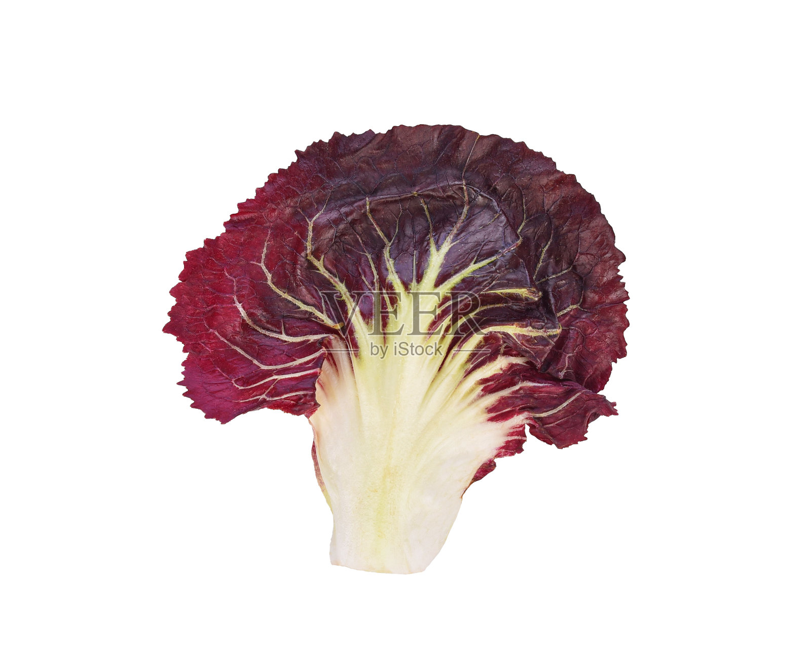 红菊苣沙拉上孤立白色照片摄影图片