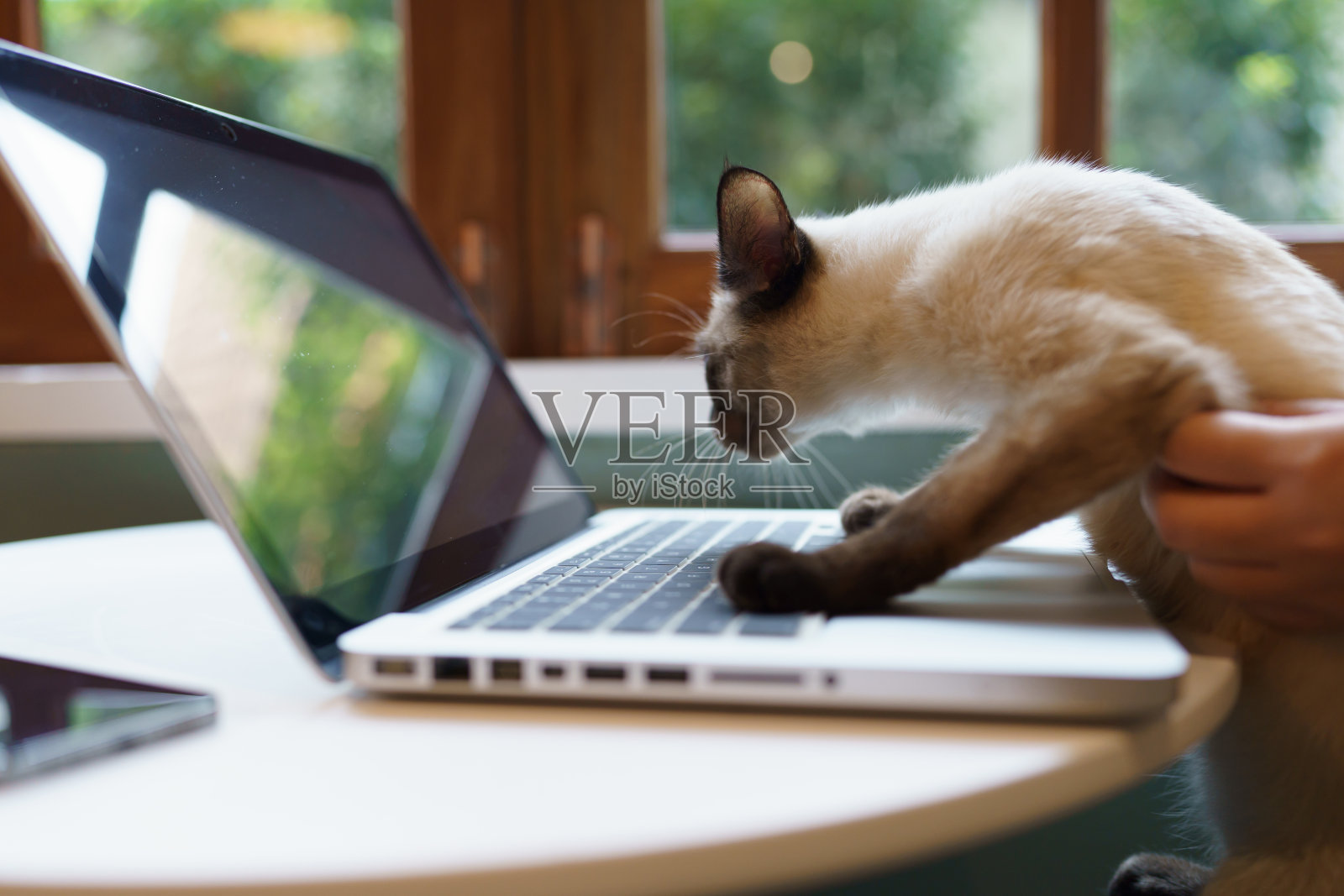 动物的行为像人一样。猫在笔记本电脑前工作照片摄影图片