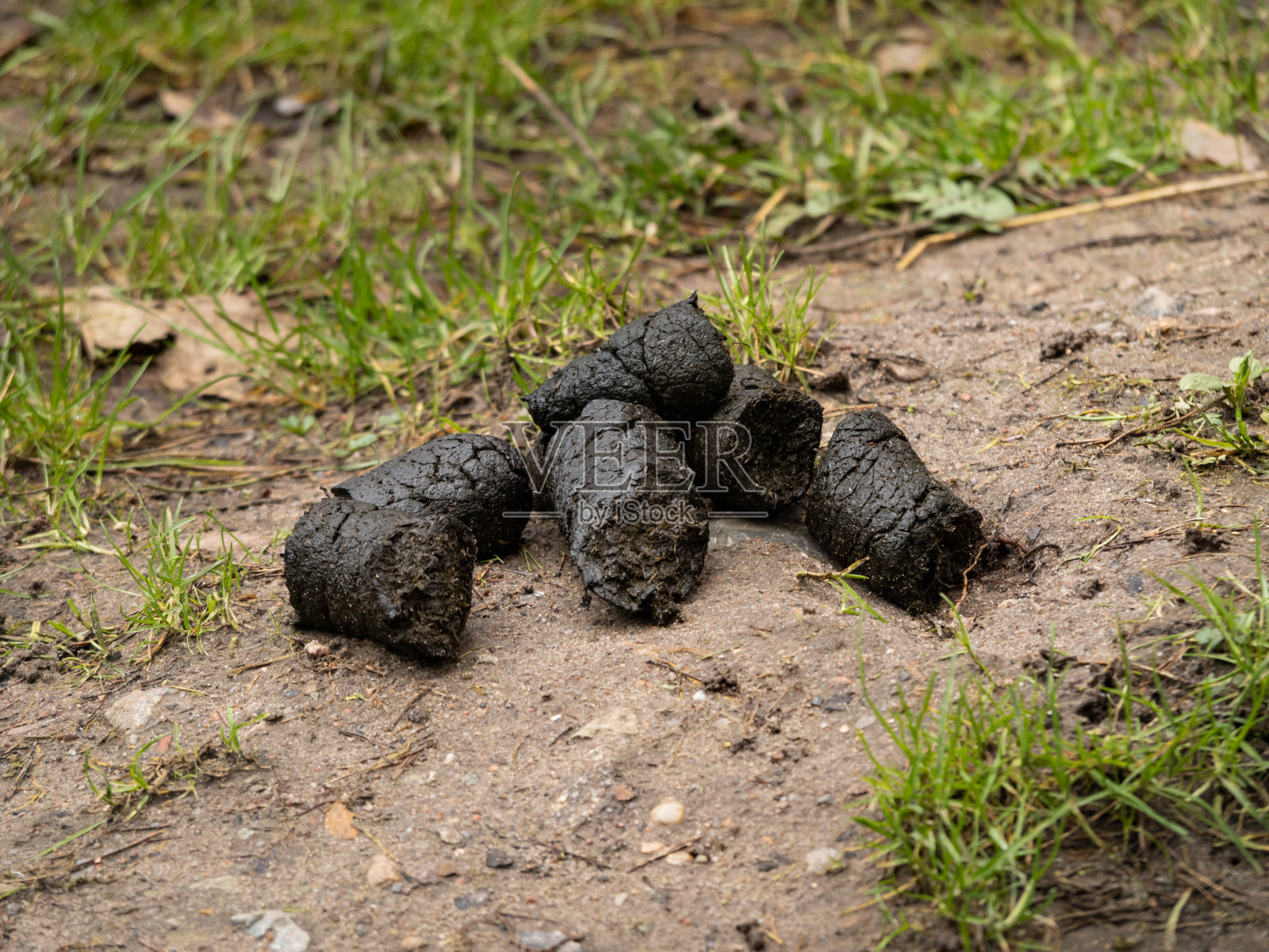 棕熊的新鲜粪便照片摄影图片
