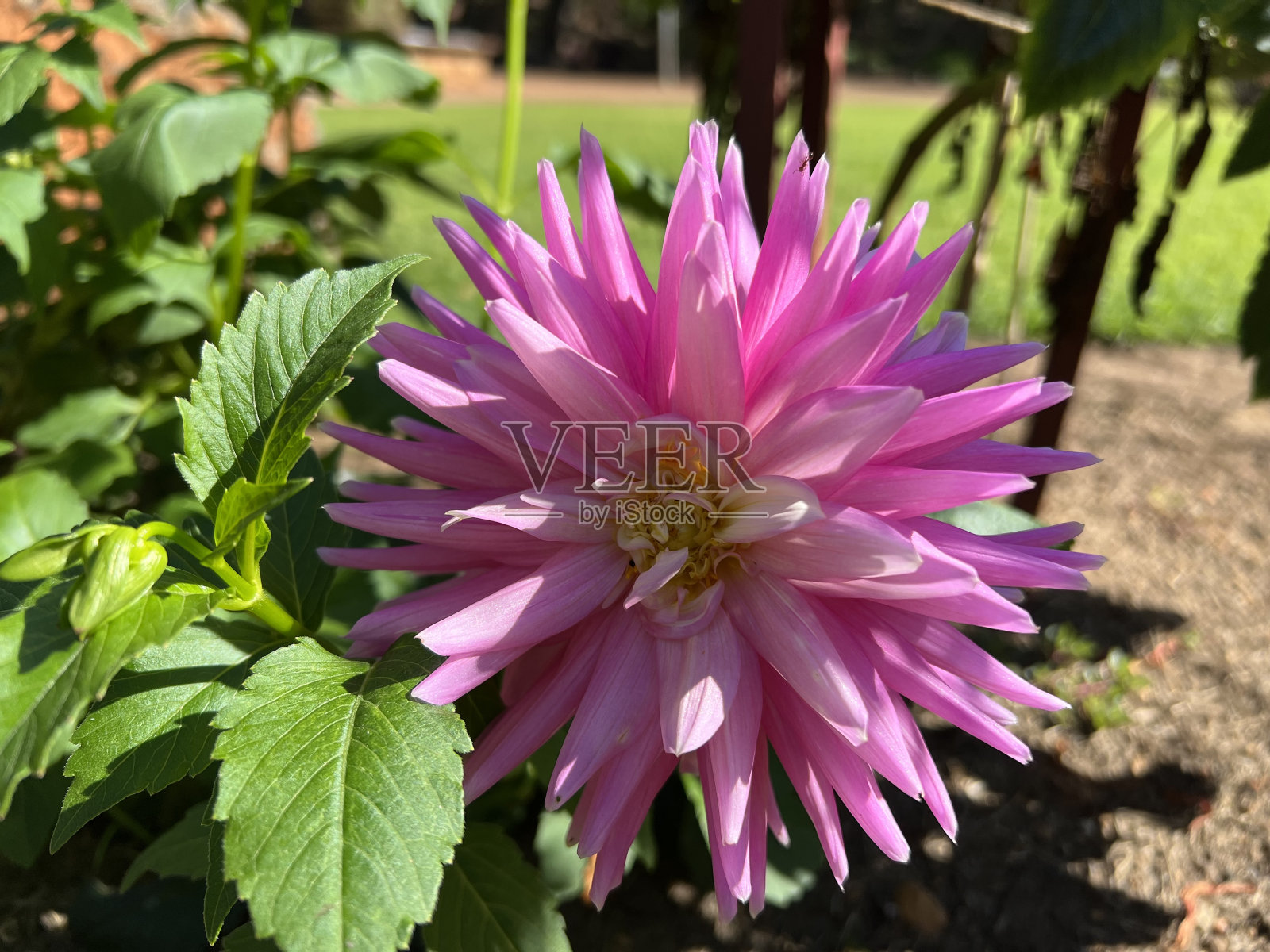 花-大丽花块茎照片摄影图片