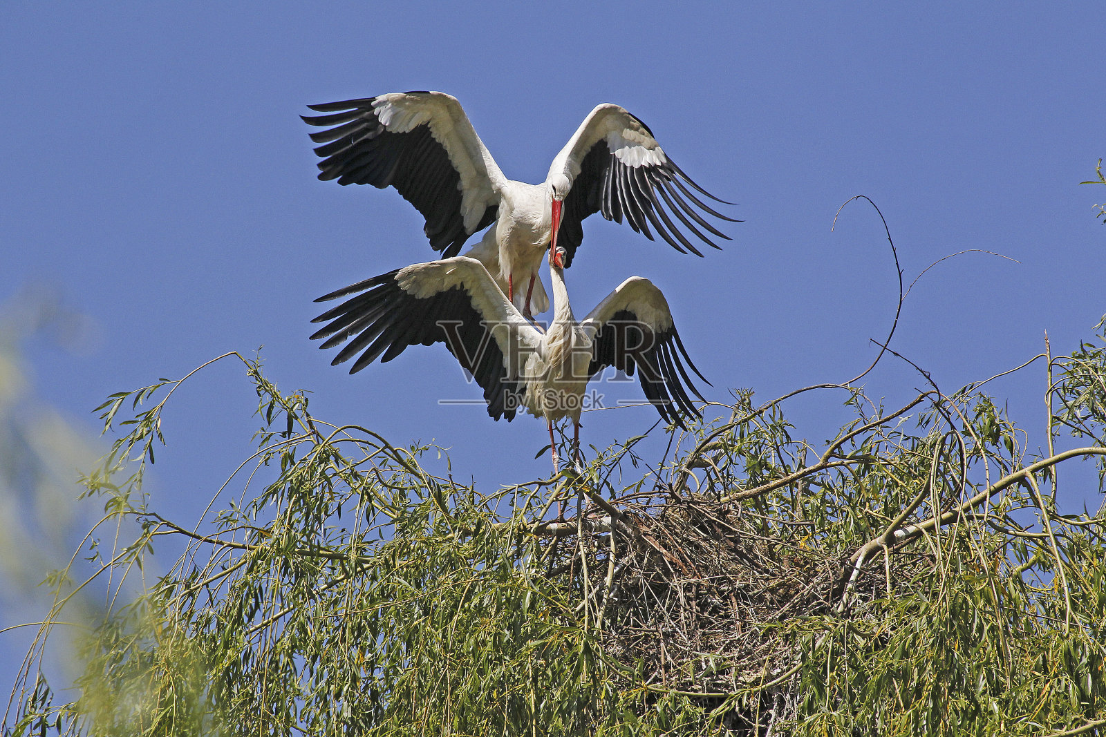 白鹳，ciconia ciconia，配对交配，法国阿尔萨斯照片摄影图片