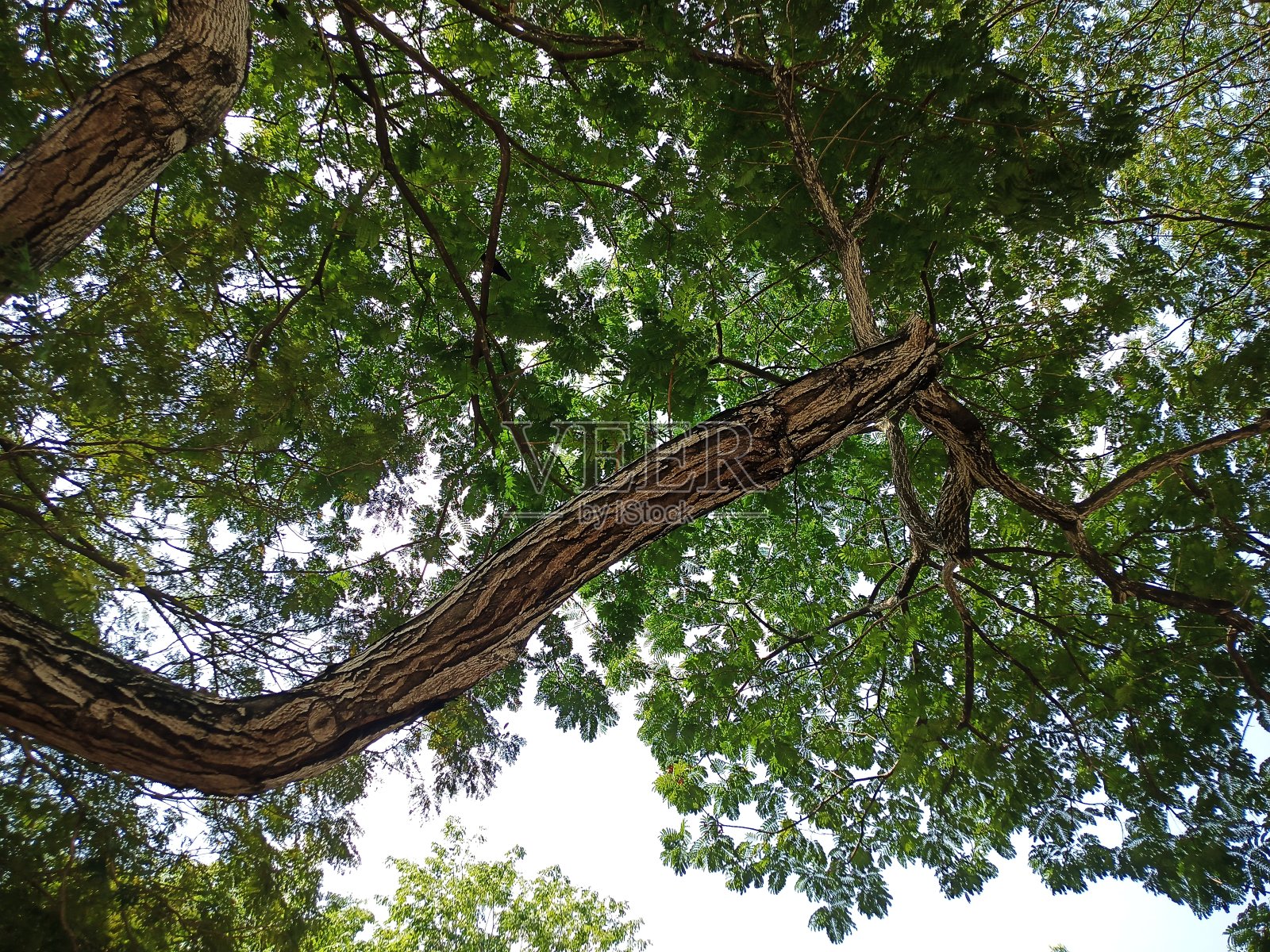 散焦抽象背景的树叶与云和蓝天的背景。照片摄影图片