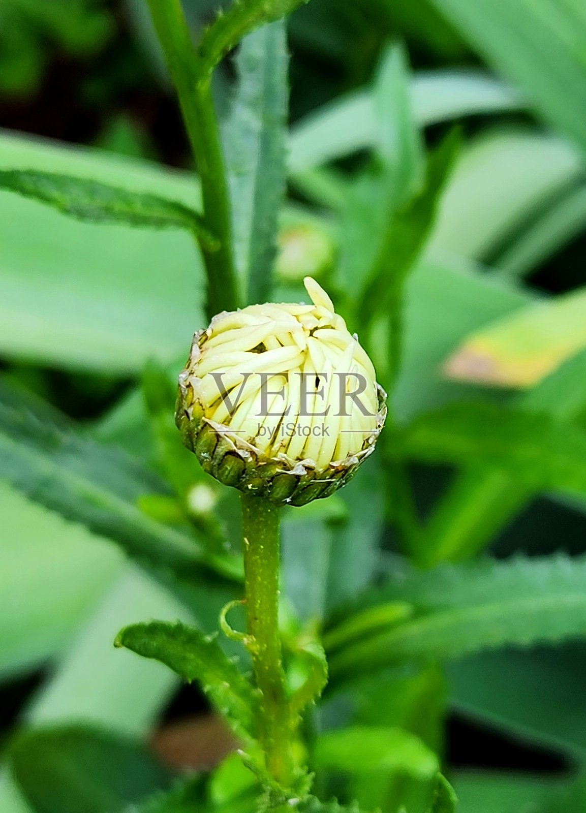 菊花芽照片摄影图片