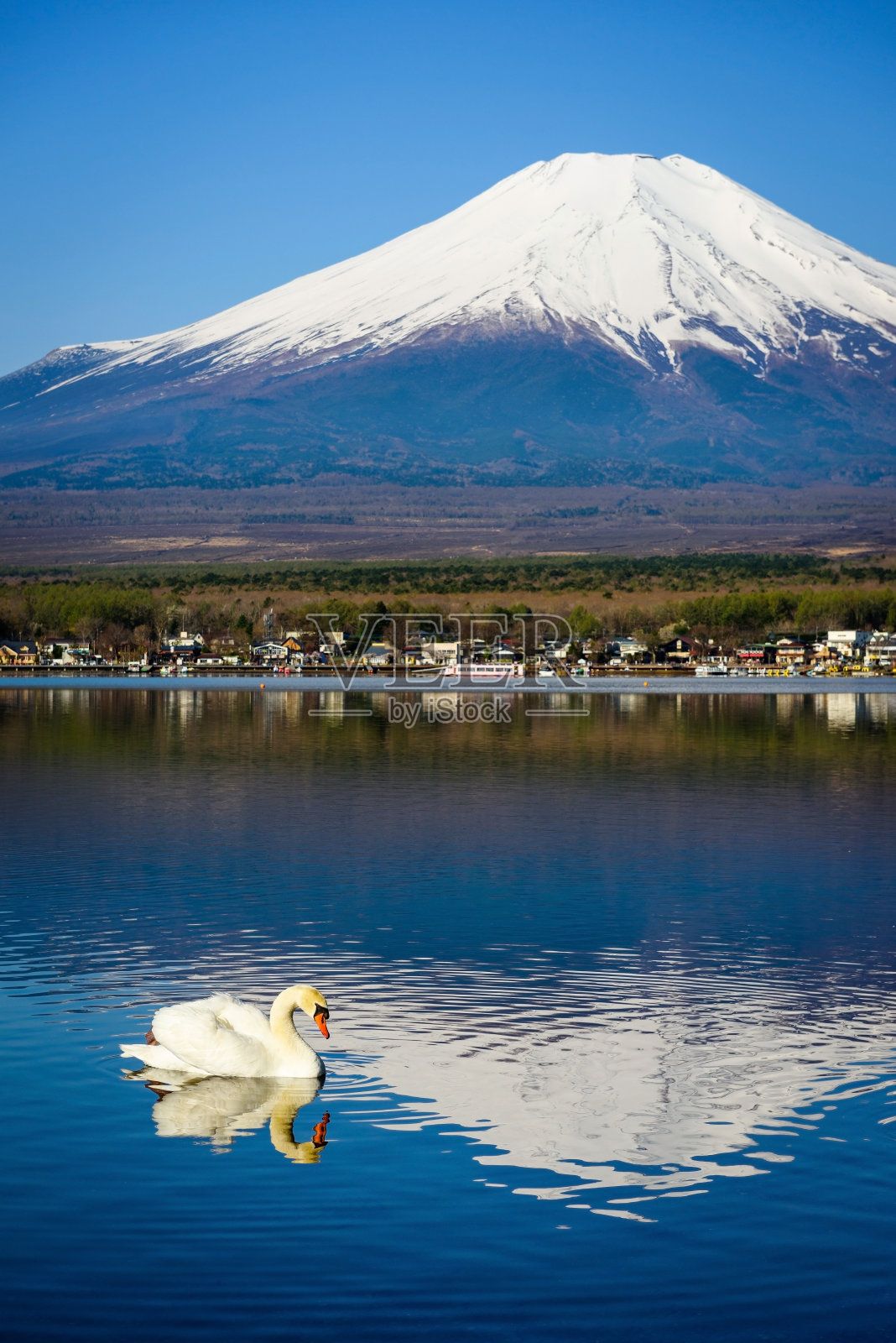 天鹅或鹅漂浮在山中湖与富士山蓝天照片摄影图片