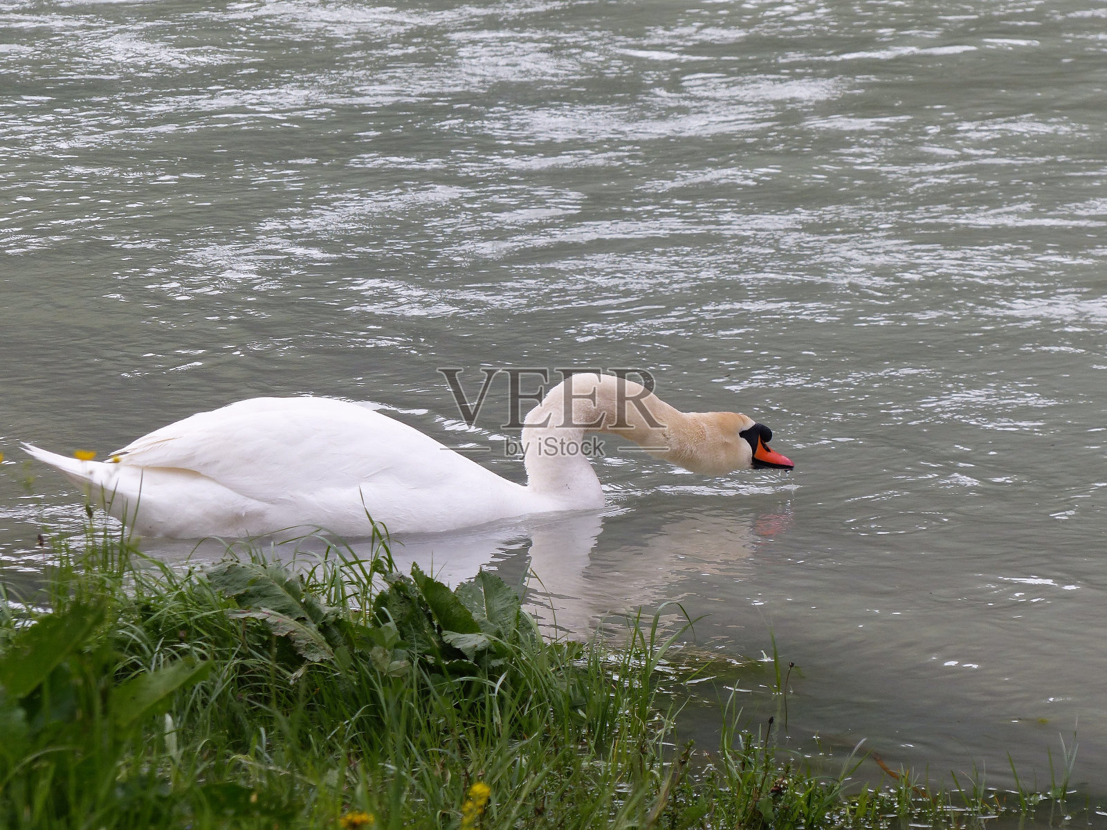 水禽,天鹅照片摄影图片