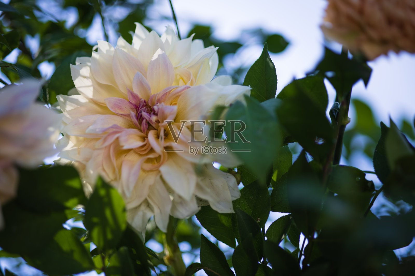 鲜花仪式设计：玫瑰、蜡烛、蛋糕等婚礼装饰照片摄影图片