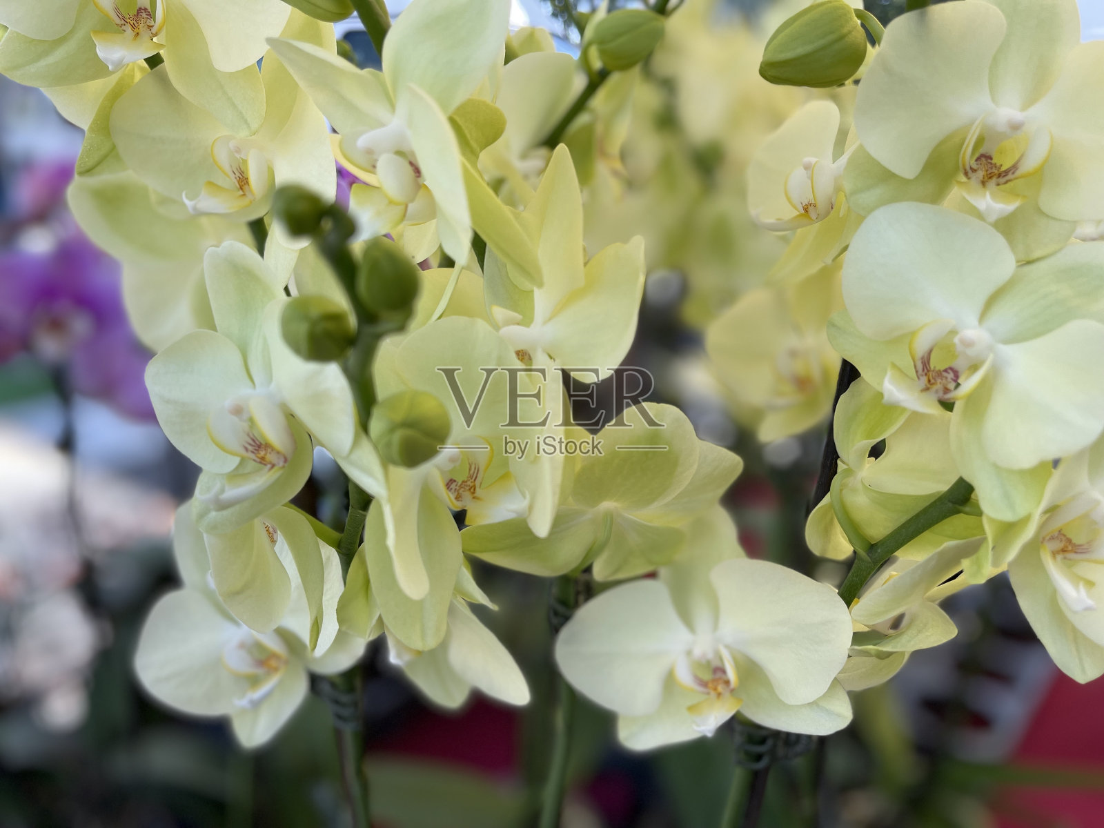 盛开的蝴蝶兰照片摄影图片