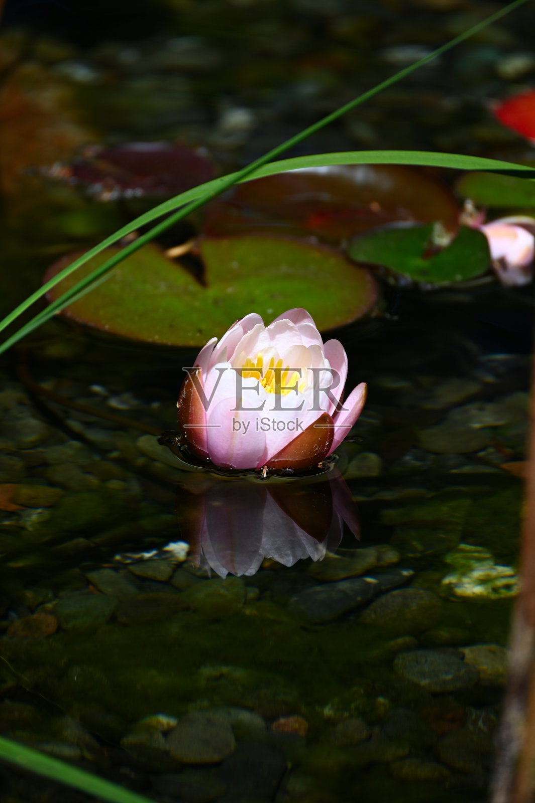 漂浮的睡莲盛开。照片摄影图片