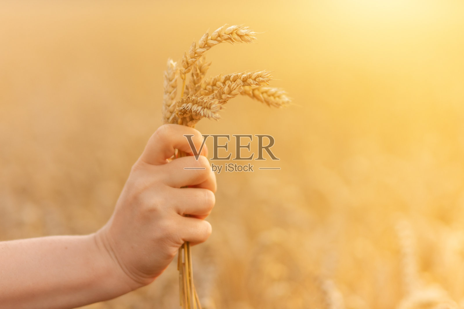 双手捧着麦田里金黄的麦穗照片摄影图片