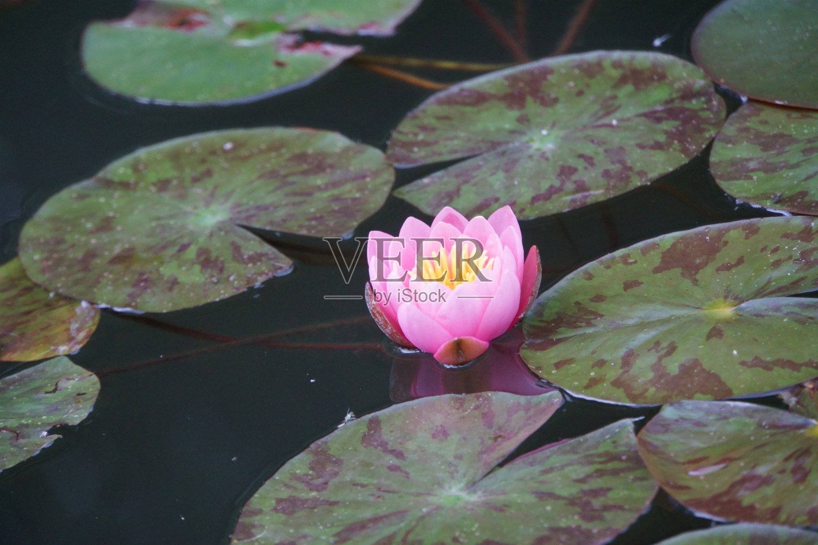 花照片摄影图片