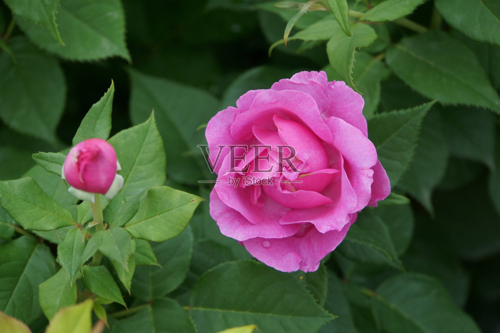 花照片摄影图片