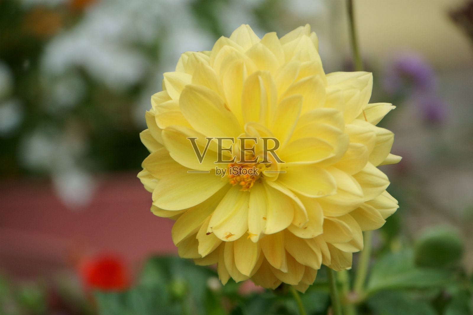 花照片摄影图片