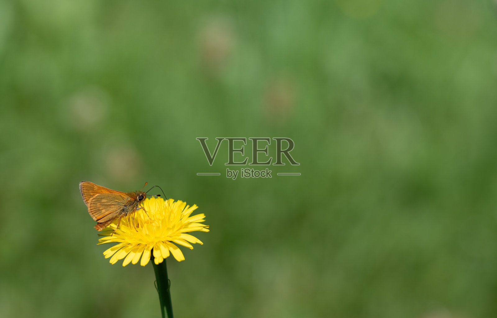一只锈迹斑斑的小跳蝶栖息在室外的一朵黄花上。背景是绿色的，有文字的空间照片摄影图片