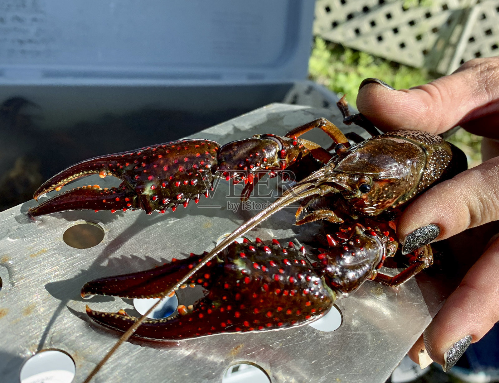 活的小龙虾照片摄影图片