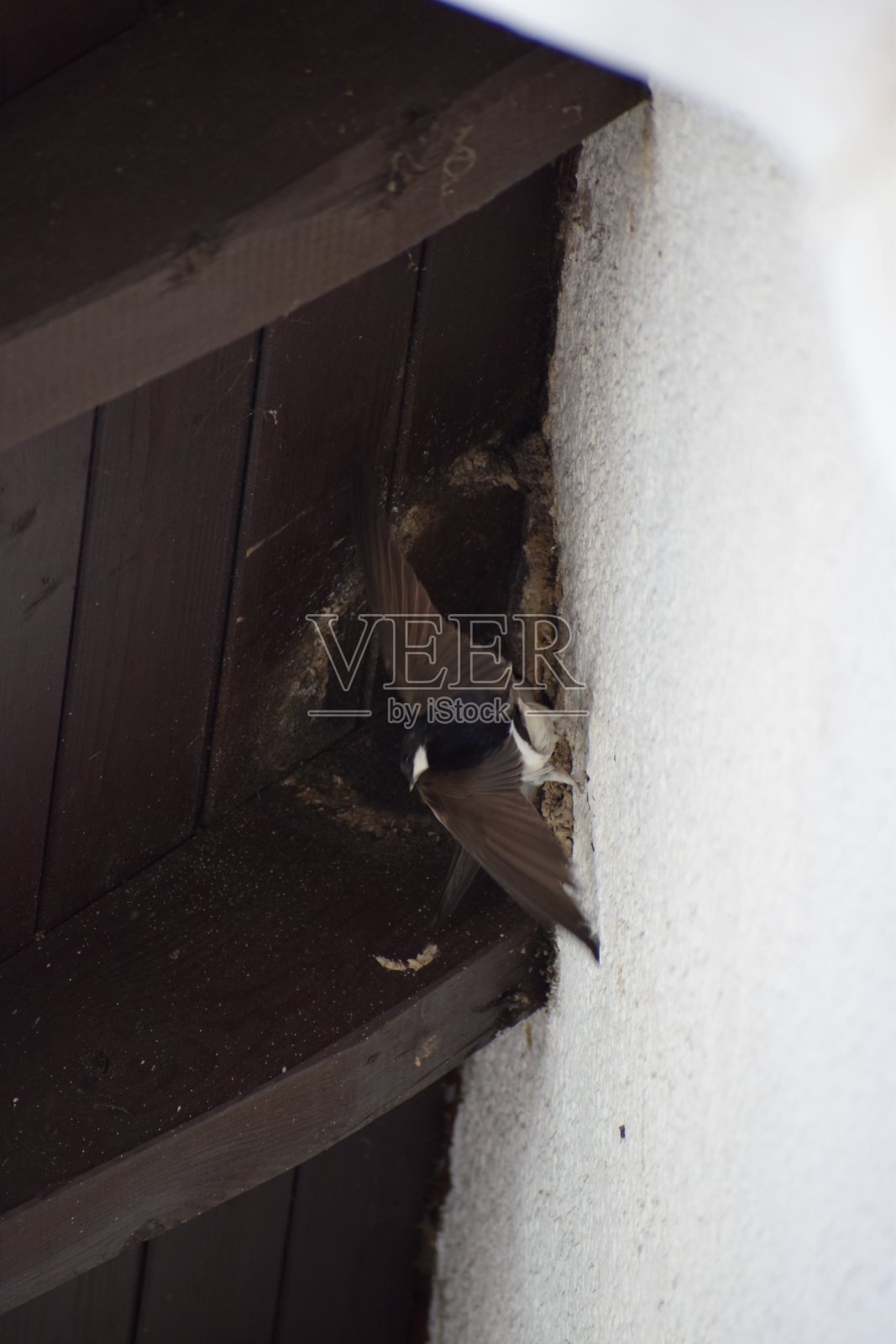 筑巢的燕子照片摄影图片