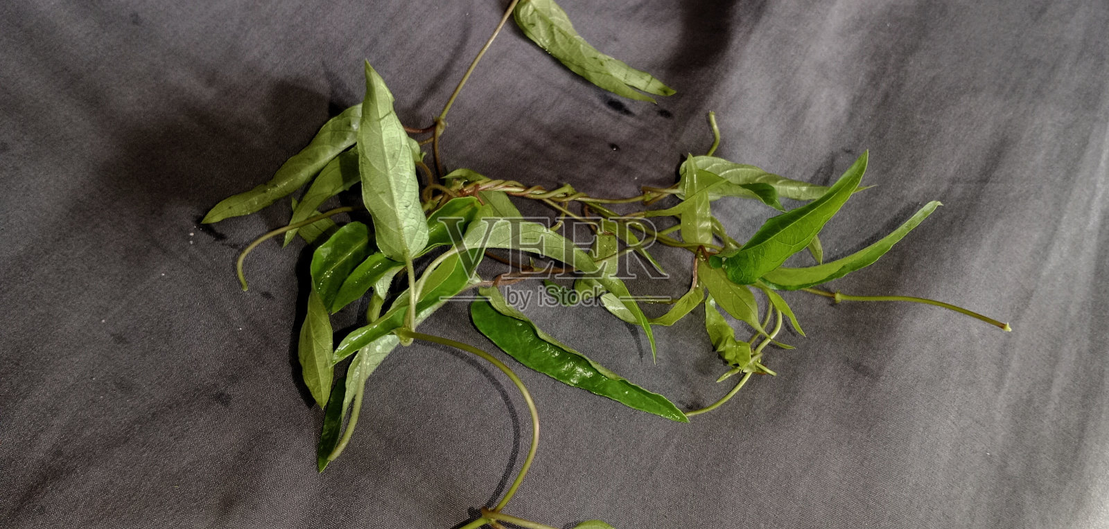 Paederia麻照片摄影图片