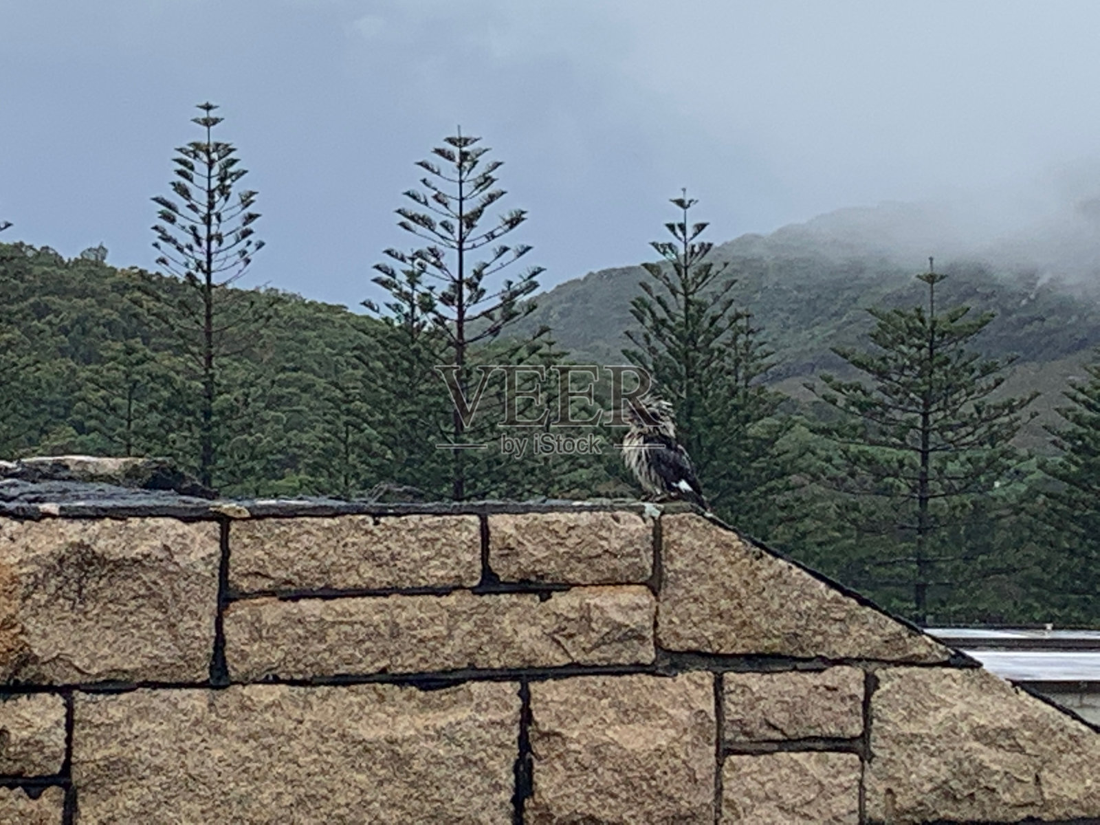 湿透了照片摄影图片