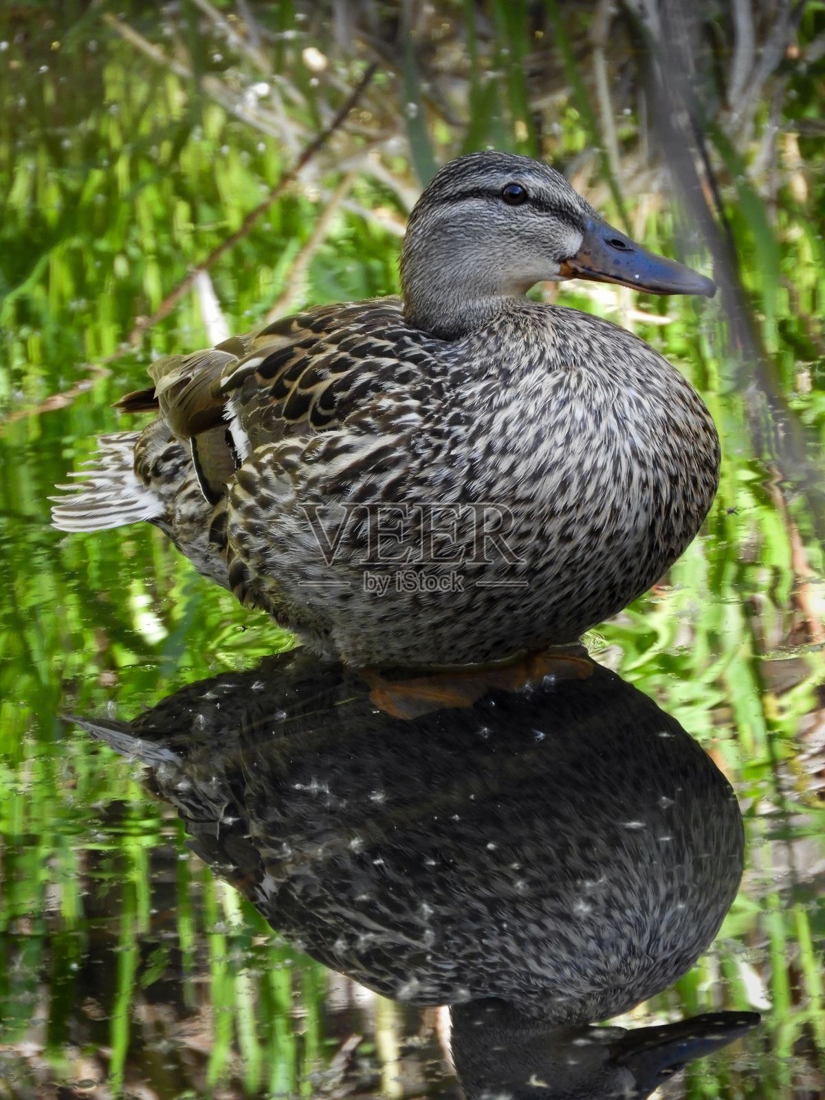 绿头鸭在平静的池塘里倒影。照片摄影图片